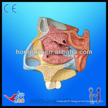 Median Sagittal Section of Nasal Cavity, nose cut anatomical model